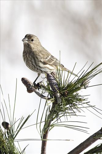House finch and American goldfinch in Cuyahoga Valley National Park