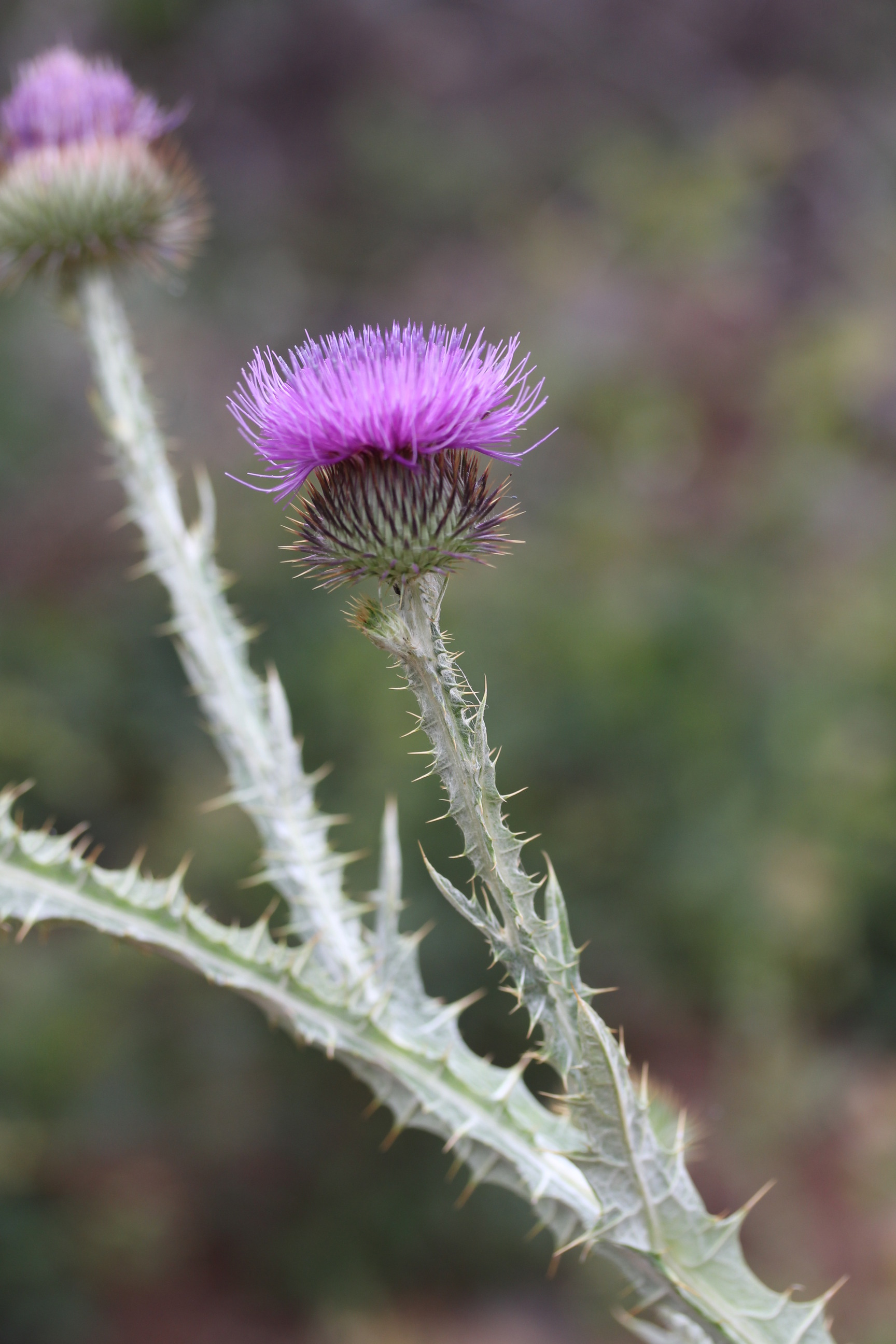 Onopordum acanthium, Scotch thistle