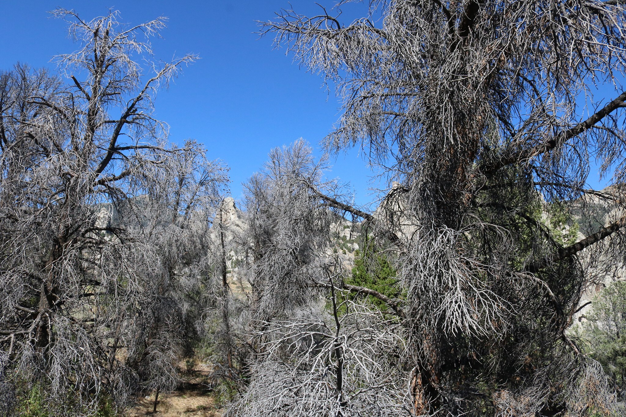 Skeletons of dead pine trees.