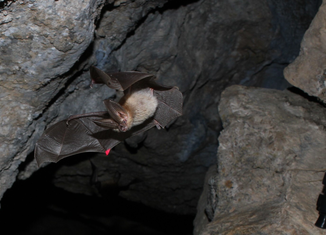 Western big-eared bat emerging from cave in flight with tan fur and wings and tail spread out. Small black eyes.