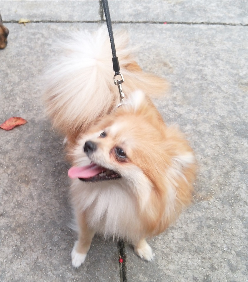 small whitish-tan dog standing on sidewalk