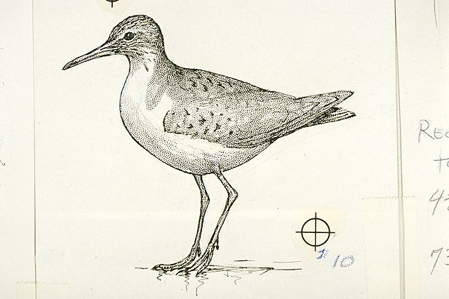 Spotted sandpiper