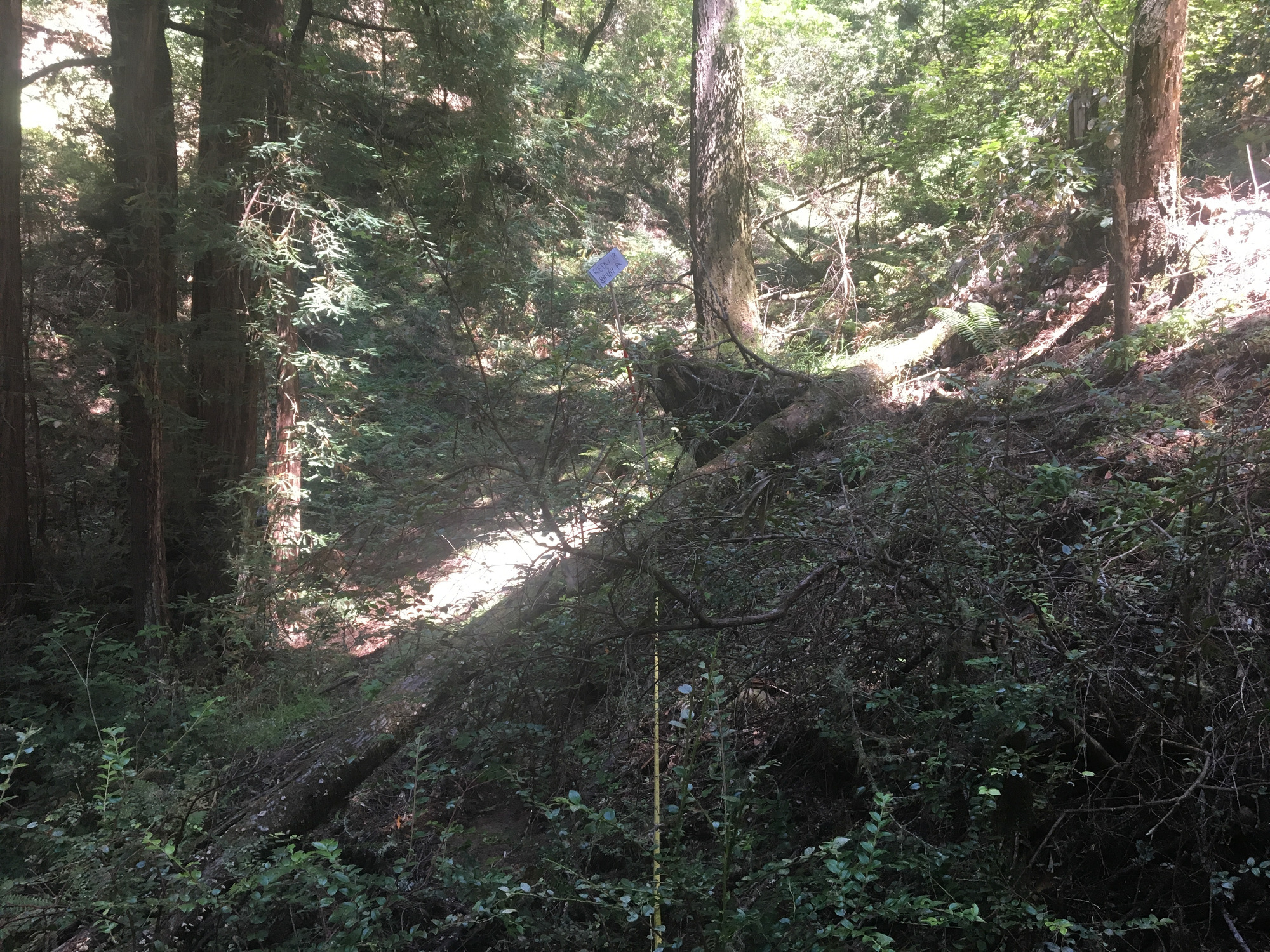 Eye-level view from the center point of a plant community monitoring plot