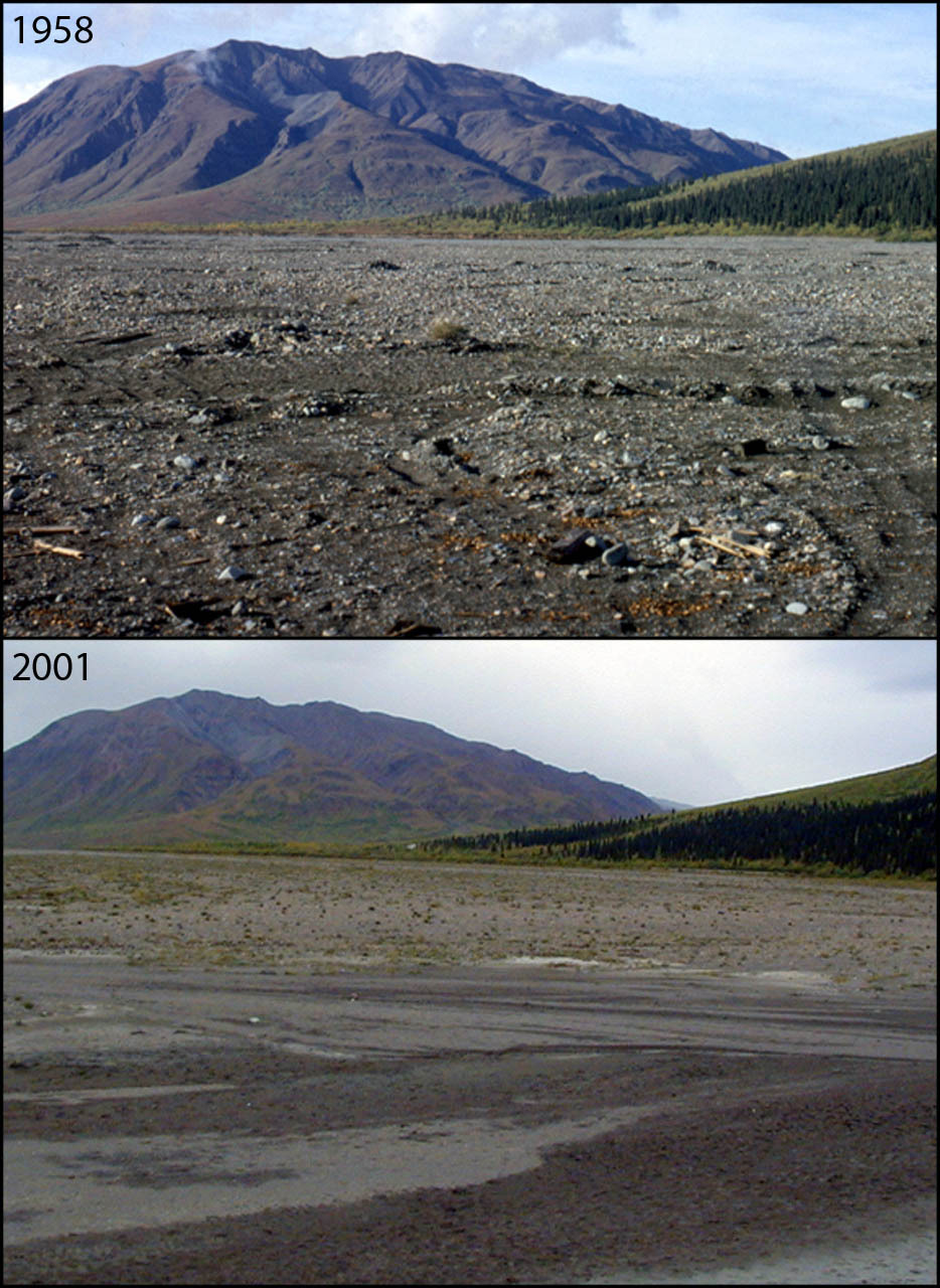 A photo pair showing Increasing Vegetation on River Bars at Toklat River: 1958-2001