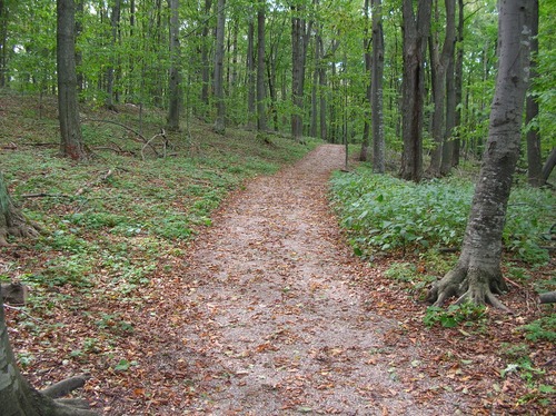 Image of a trail surrounded by a beech-maple forest on the Empire Bluff trail at Sleeping Bear Dunes.