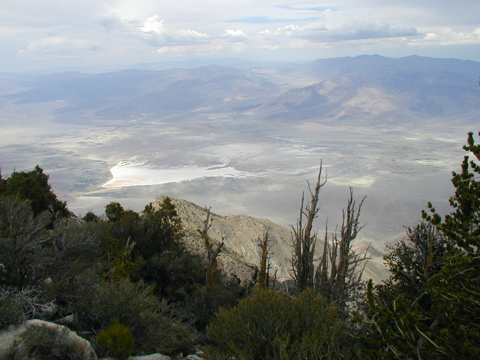 A view of a bare valley with salt flats, with evergreen trees at the top of a hill in the foreground.