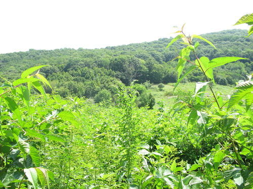 GRSM Accuracy Assessment. Plot Code: GRSM_AA_0073_3