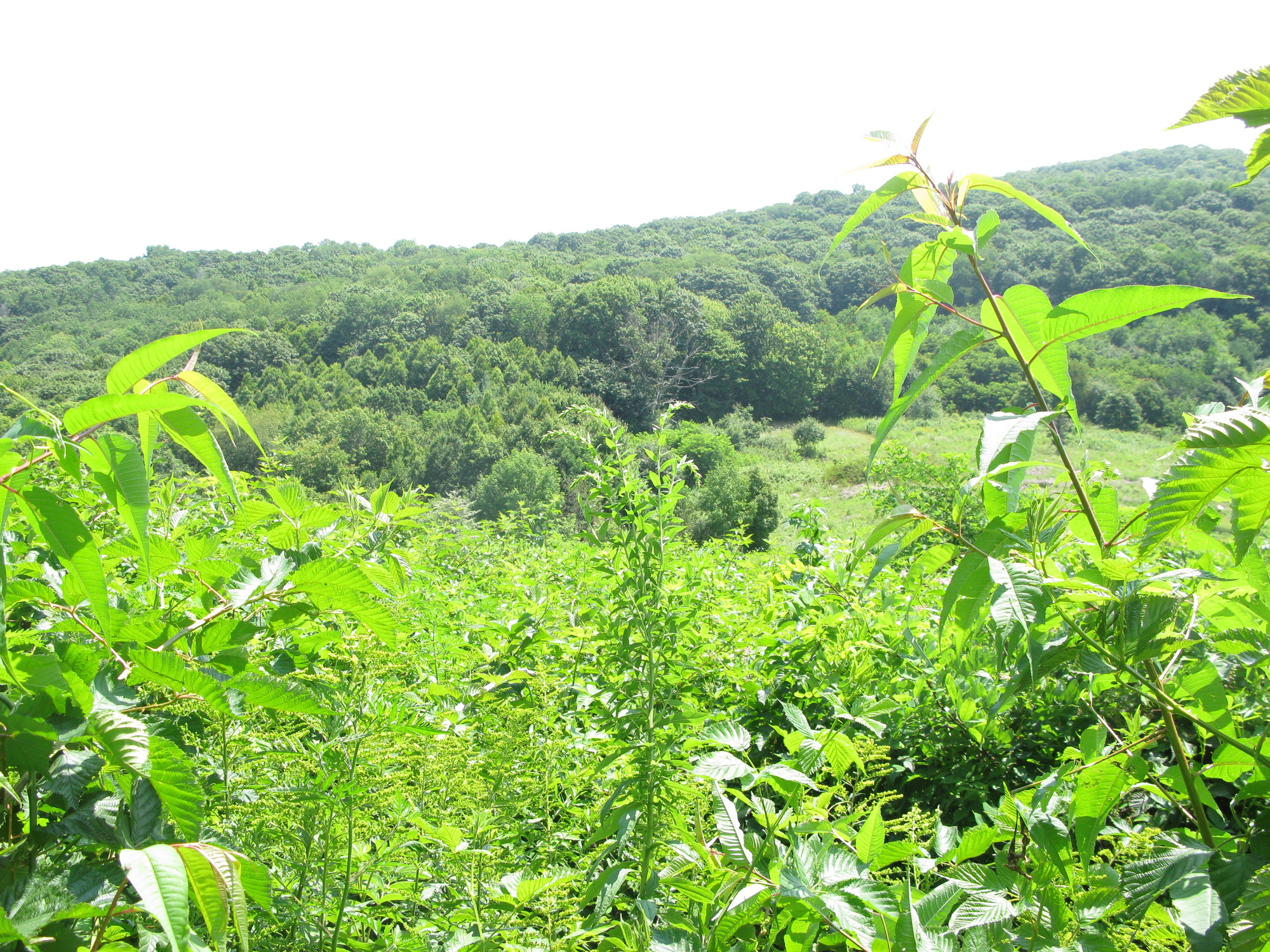 GRSM Accuracy Assessment. Plot Code: GRSM_AA_0073_3