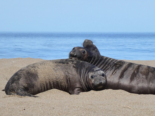 A black weaned pup rests its head on the back on another pup.