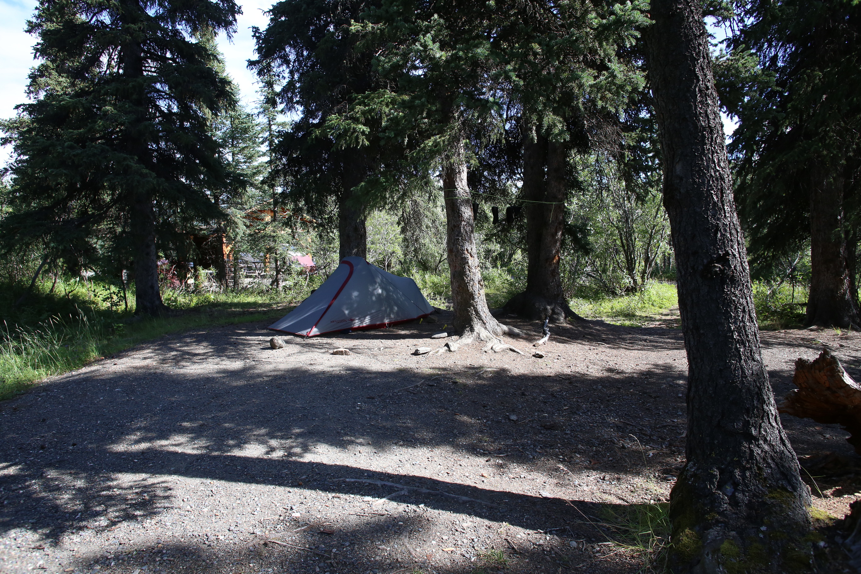 large spruce trees around a tent
