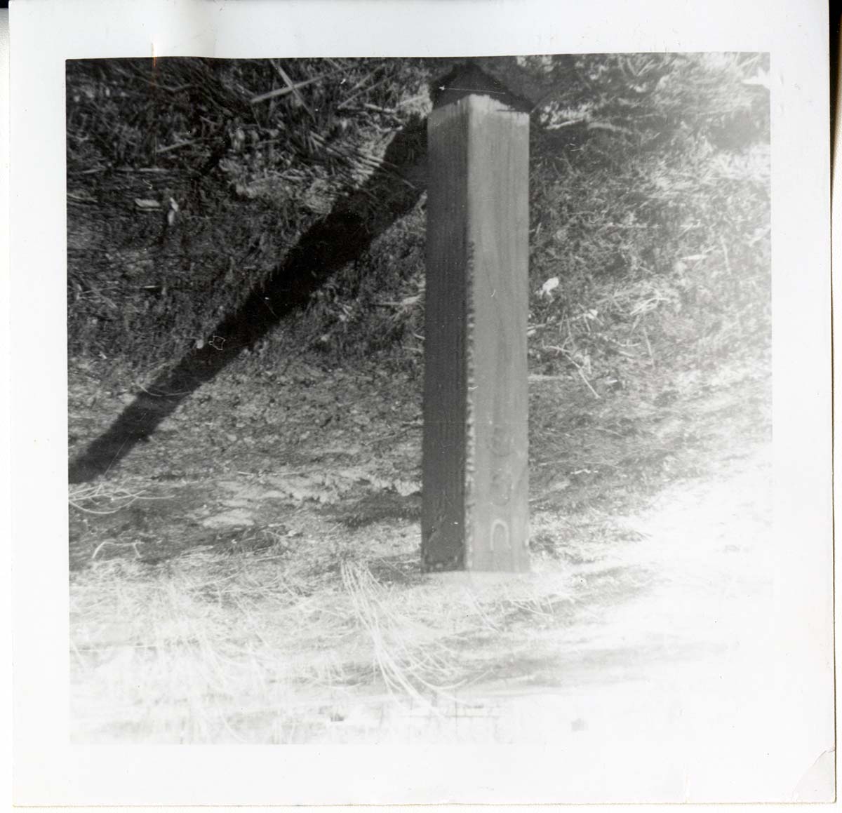 Brush clearing and removal.