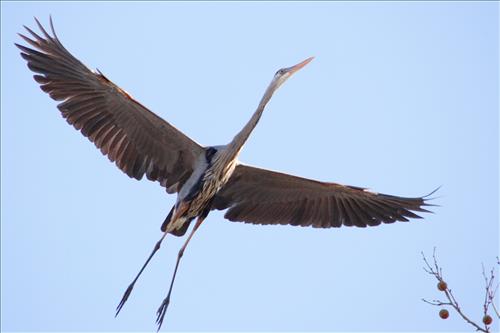 Great blue heron in Cuyahoga Valley National Park