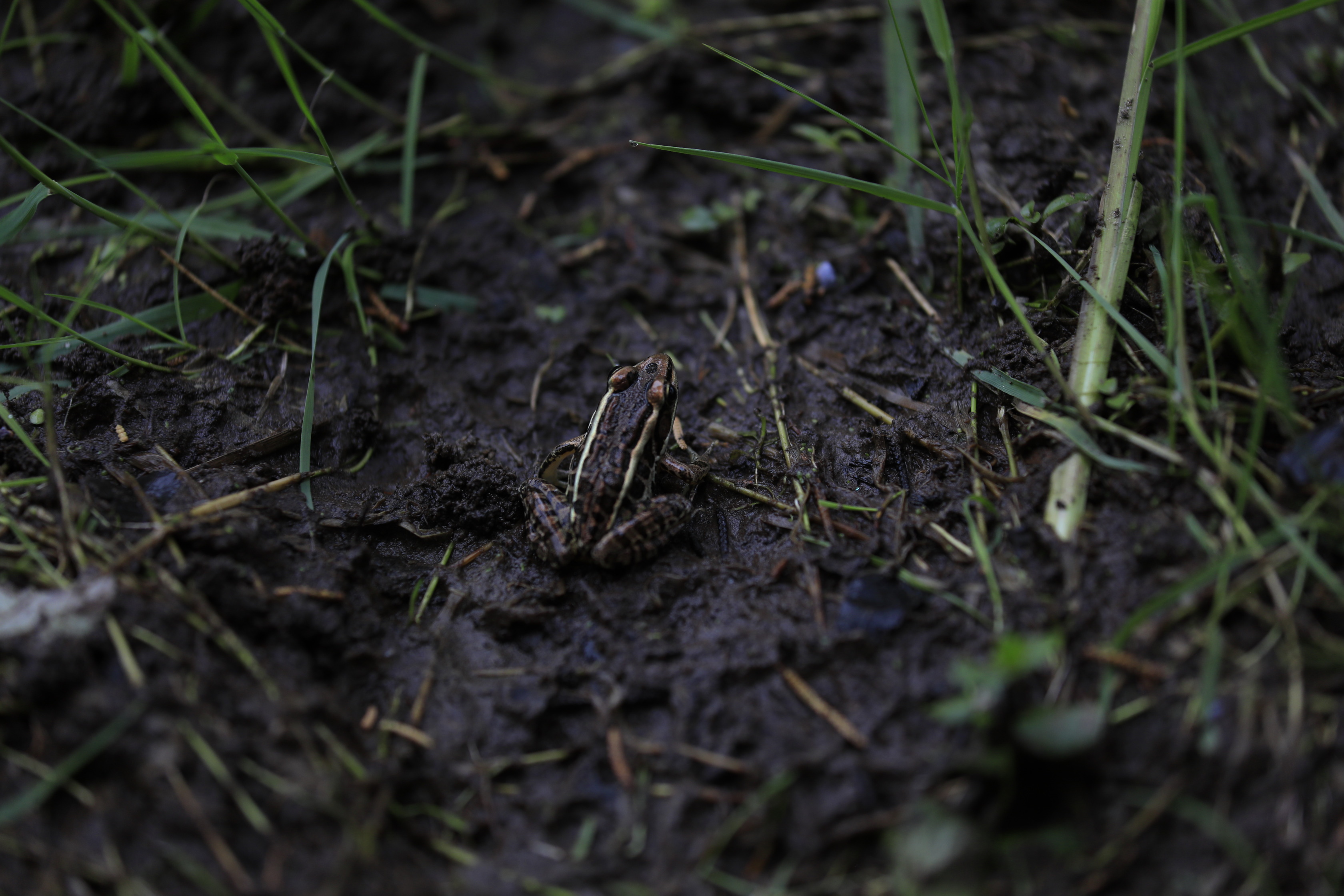 A pickerel frog in the mud surrounded by sparse grass.