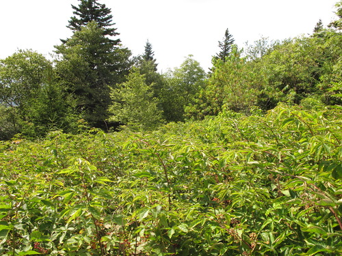 Plot Code: GRSM_AA_0590_6