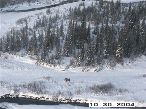 11 Gates of the Arctic National Park and Preserve Koyukuk Moose Survey 2004