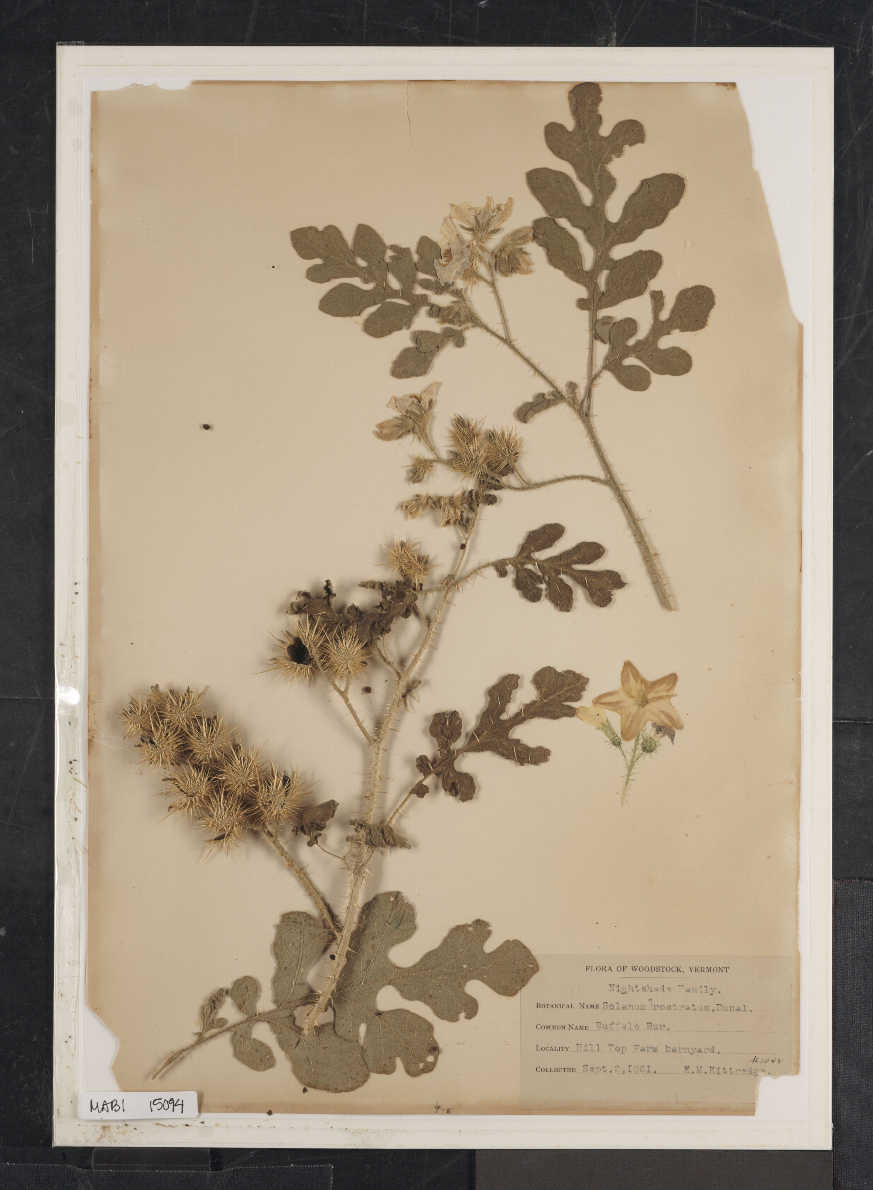 Preserved biological specimen on paper.