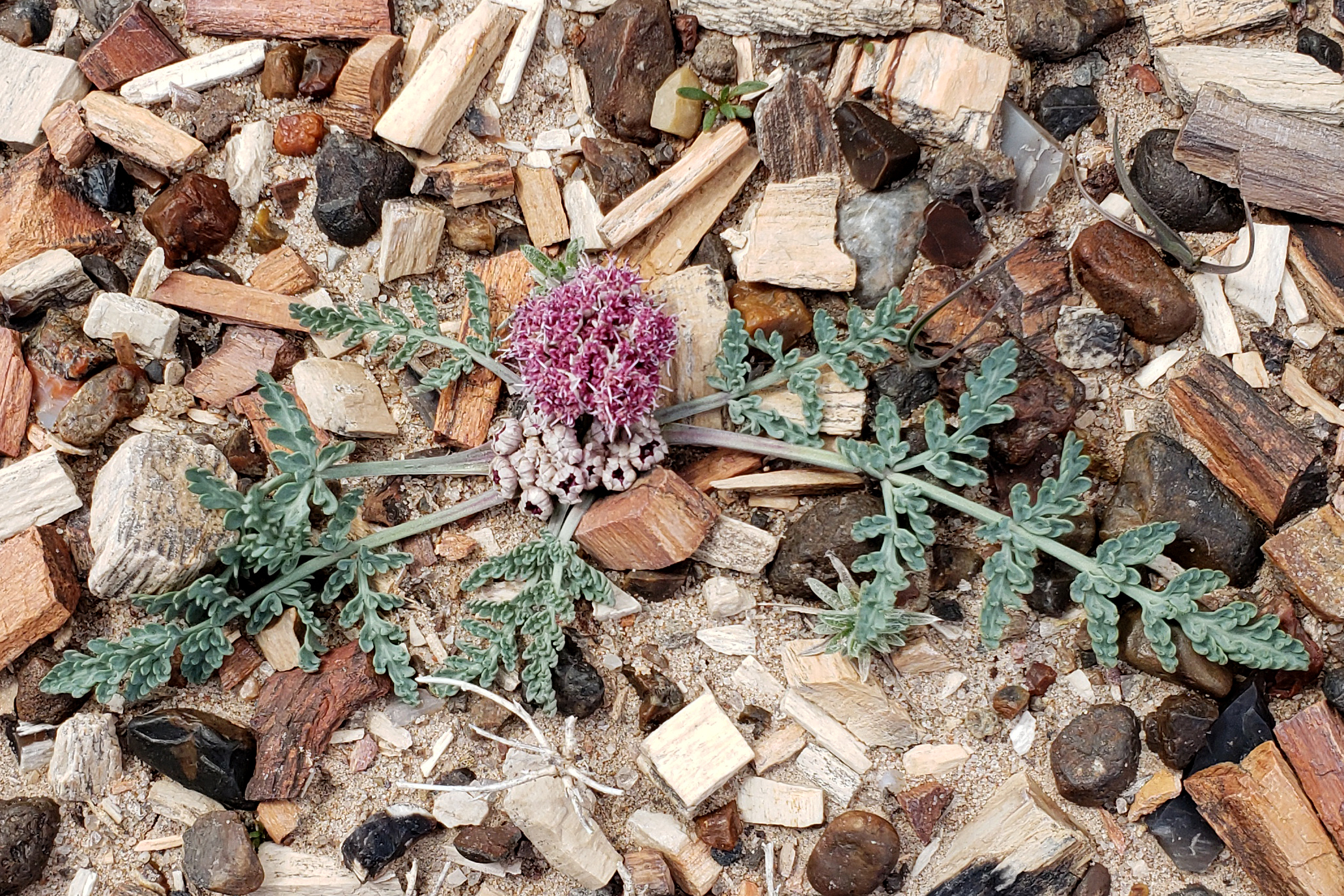 Purple puffball flower with light green leaves on petrified wood background