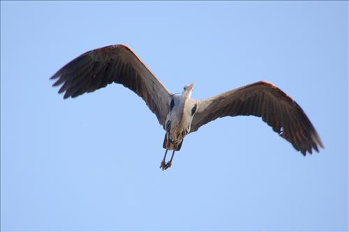 Great blue heron in Cuyahoga Valley National Park