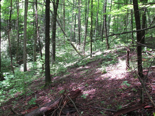 GRSM Accuracy Assessment. Plot Code: GRSM_AA_0663