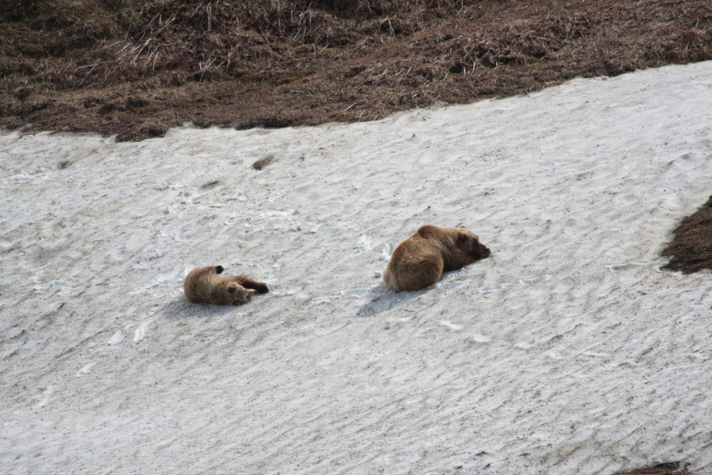 two bears in a snow patch