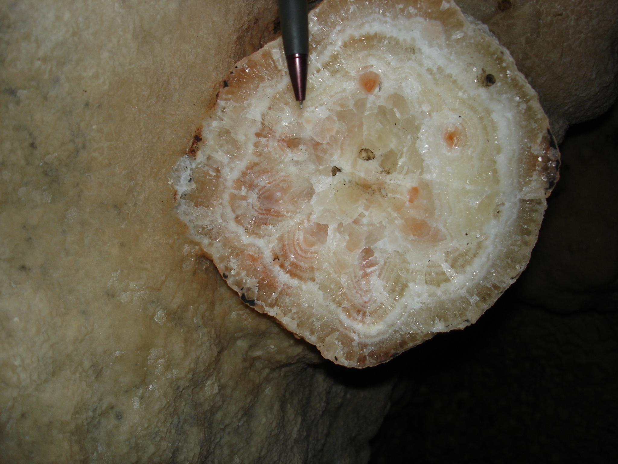 A cross section of a broken stalagmite shows the various rings and patterns created over periods of deposition