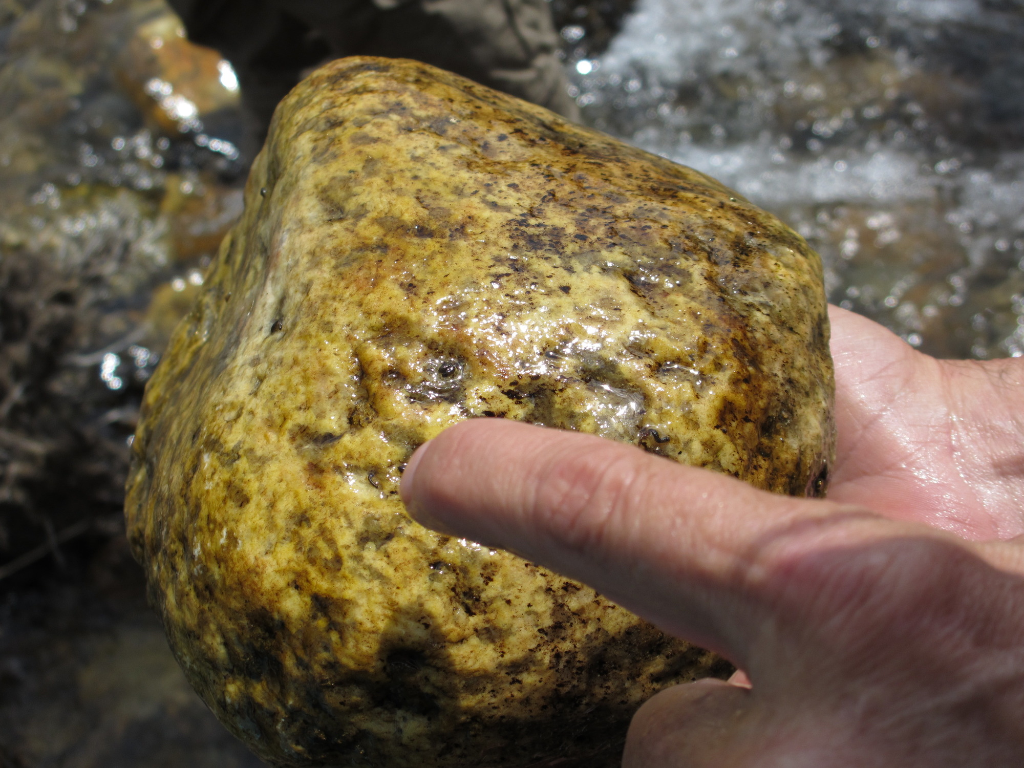 A close up of a scientist pointing to larvae on a river rock