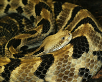 Timber rattlesnake (Crotalus horridus), Blue Ridge Parkway, 2014.. Interestingly, this is the only snake in Maryland with a rattle. The timber rattlesnake is the second most northerly-distributed venomous snake in North America; the first is its cousin in the west, the prairie rattlesnake. This snake has long fangs, an impressive build and high venom yield; however, perhaps luckily for us it also has a mild disposition and long brumation (i.e., dormancy in reptiles). This species is shy and prefers to avoid areas frequented by humans. However, it will readily bite if provoked. Keep your distance.