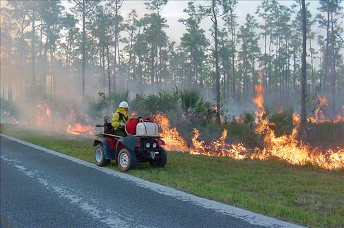 Firefighters on prescribed burns in Everglades NP 2003