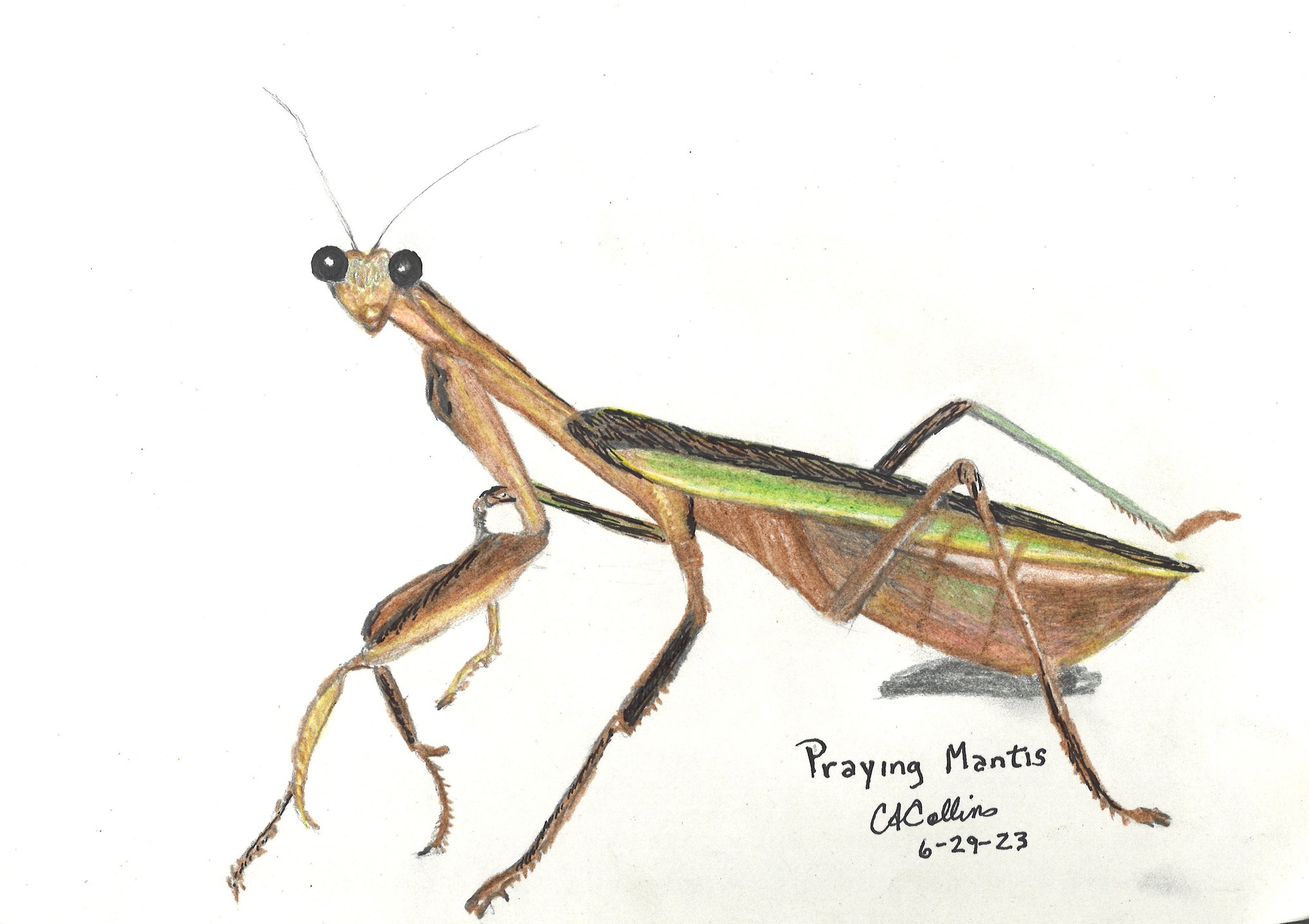 Colored pencil drawing of a Praying Mantis. The mantis body is facing the left side of the page, while the head and bulging black eyes are facing the viewer. Most of the body and legs are a muted light brown, but the top of the abdomen has a greenish hue to it.