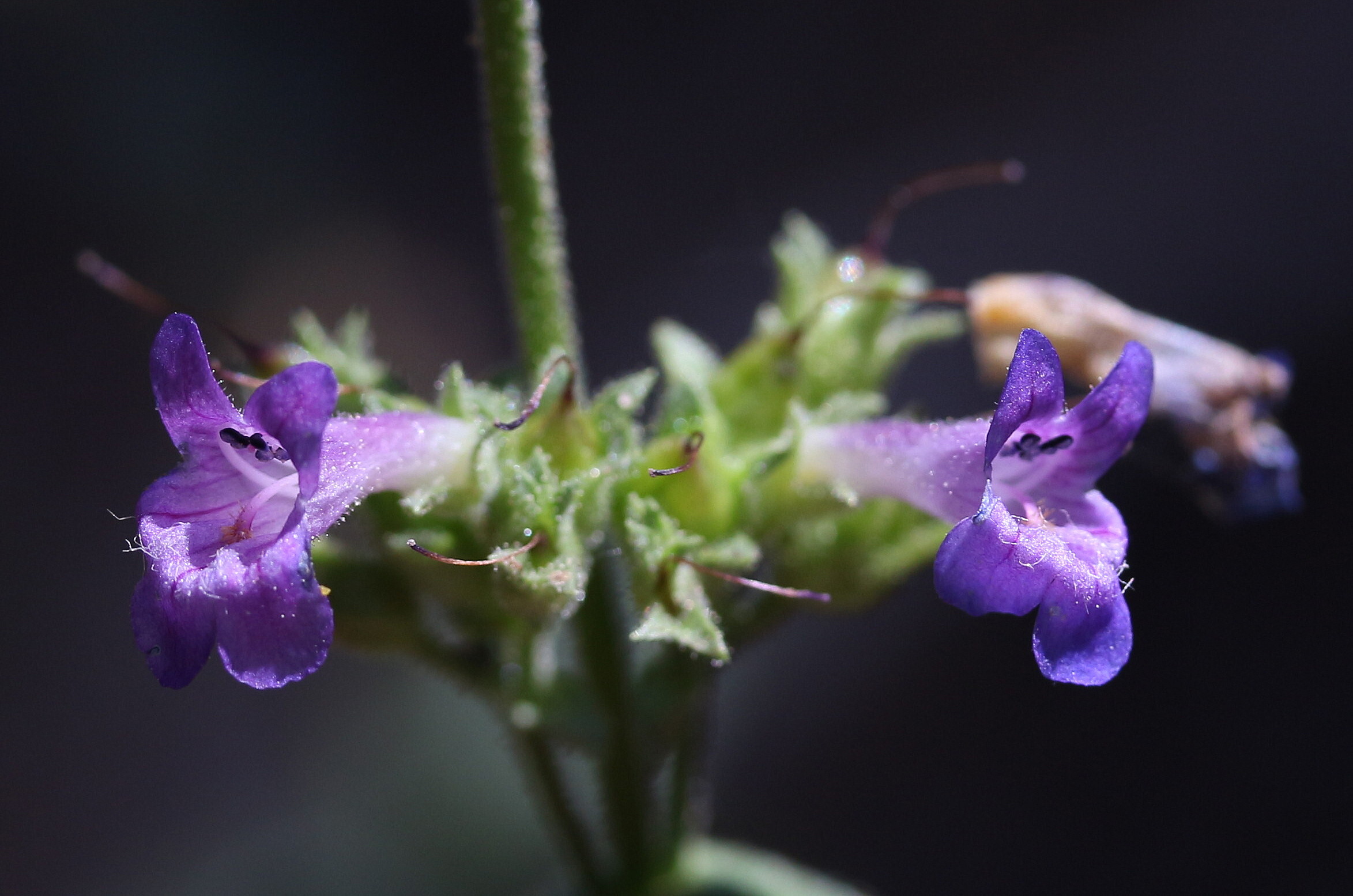 Penstemon humilis, Low penstemon