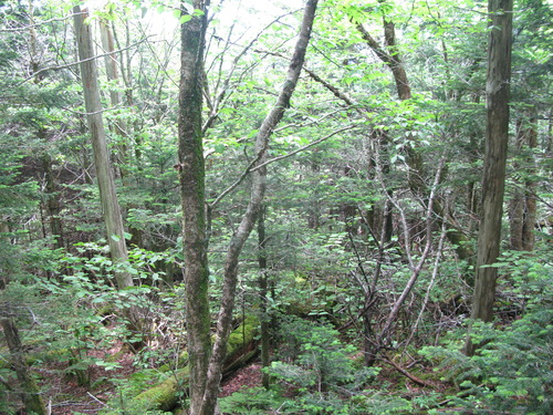 GRSM Accuracy Assessment. Plot Code: GRSM_AA_0547_4