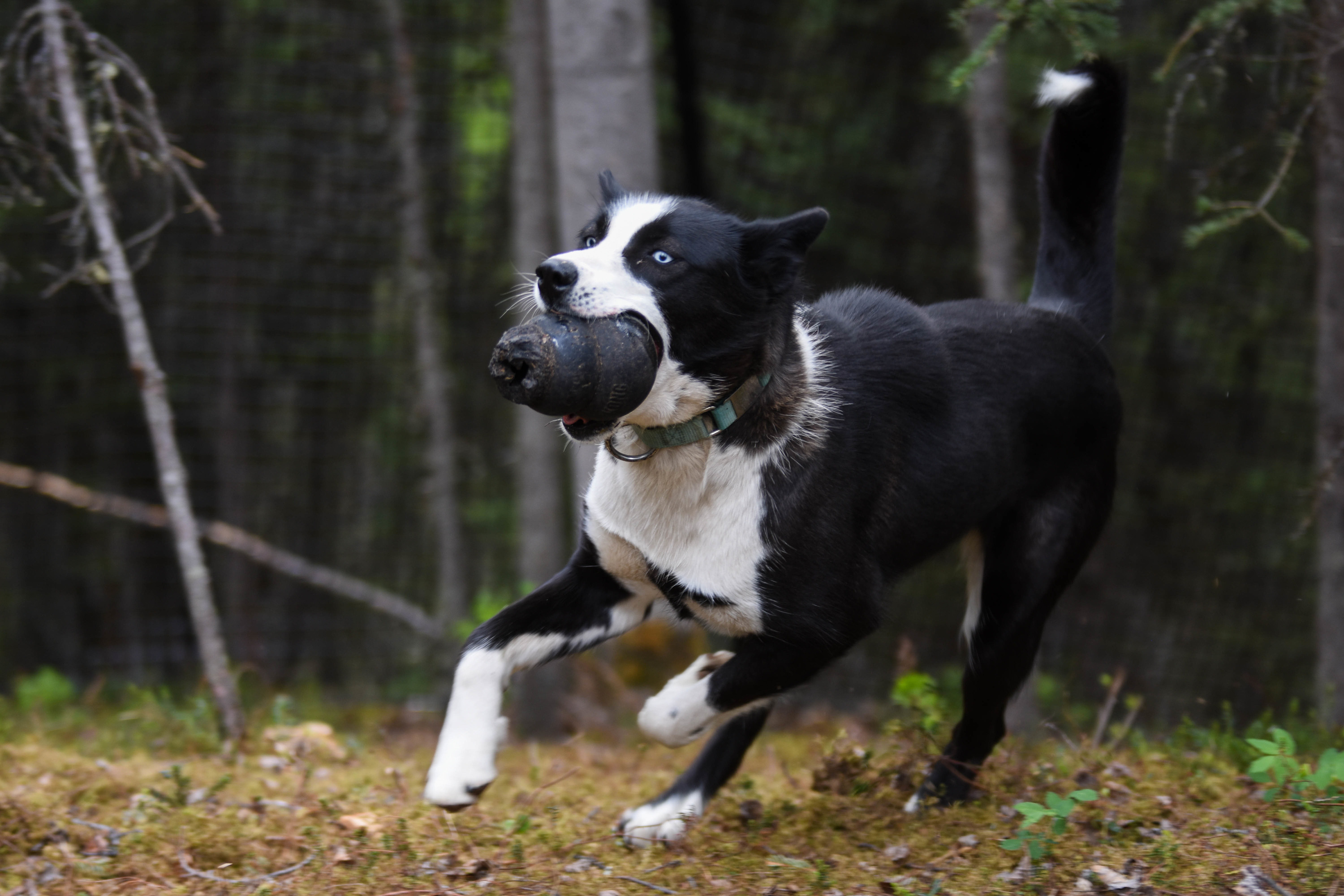 a dog with a toy in its mouth