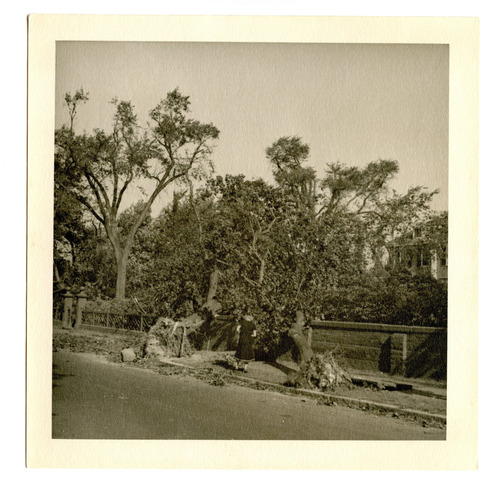 Woman looks at blown over trees.