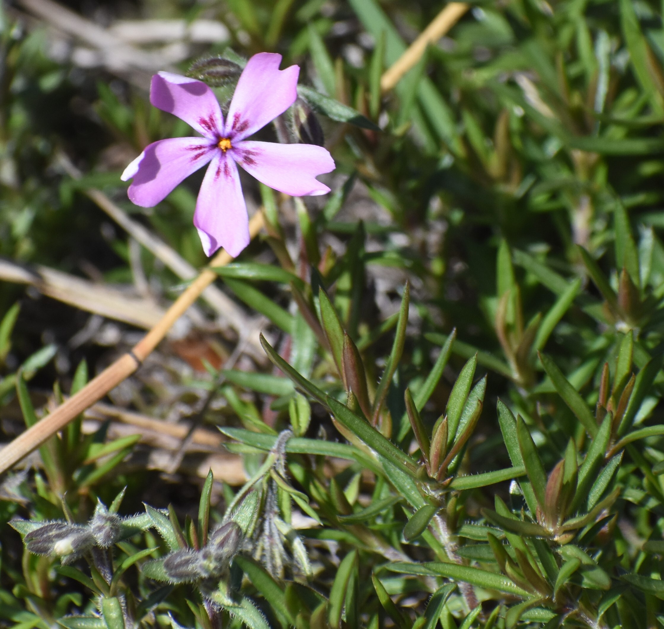 Pink flower with five petals embedded in the grass.