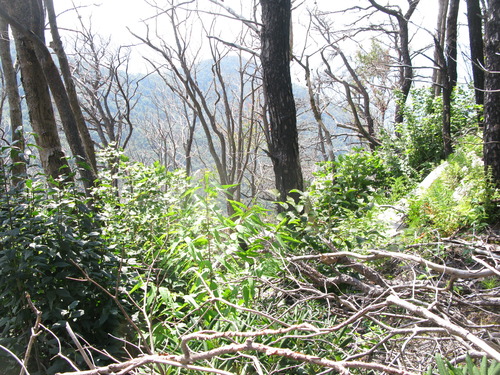 GRSM Accuracy Assessment. Plot Code: GRSM_AA_0736_5