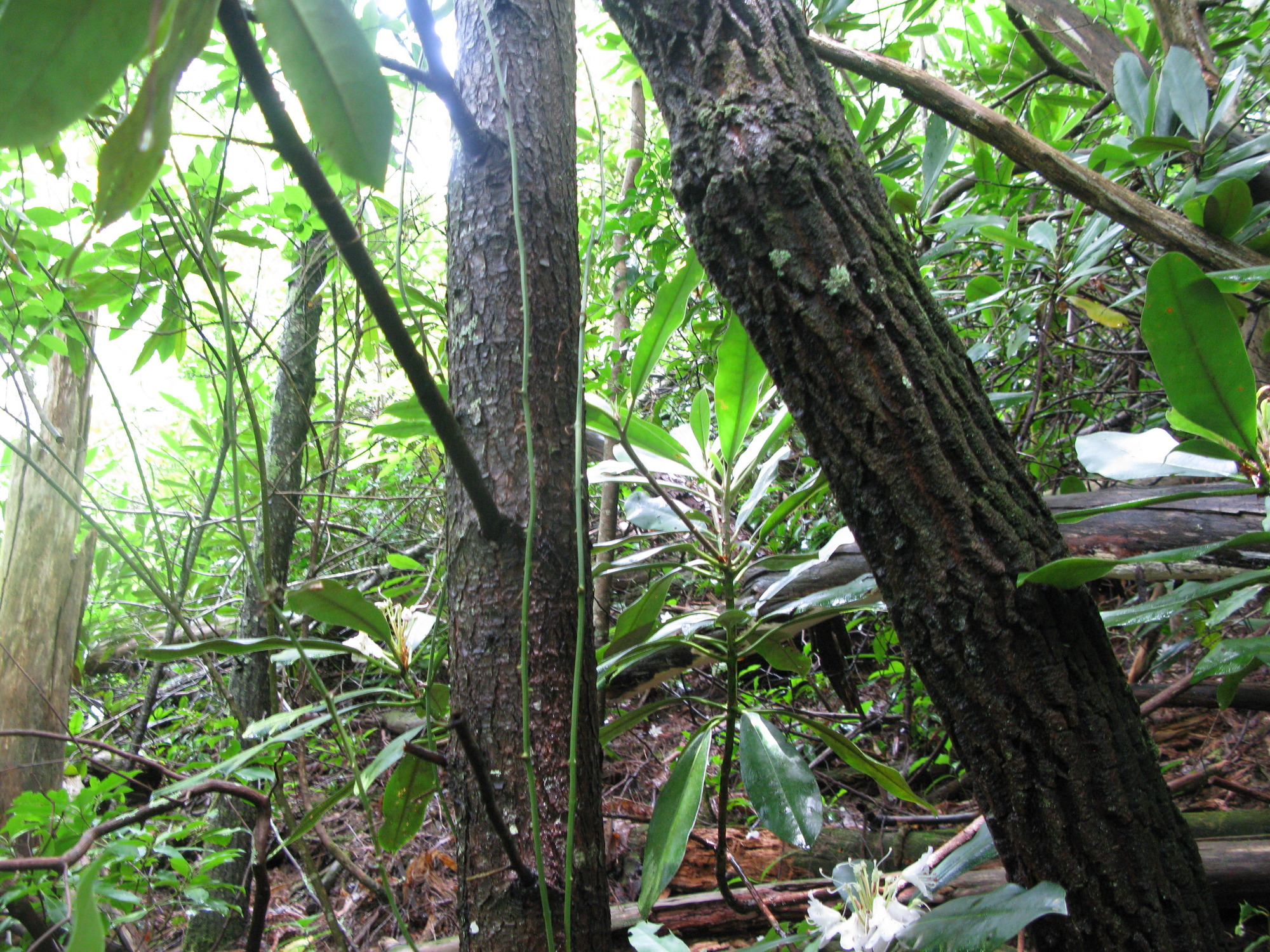 GRSM Accuracy Assessment. Plot Code: GRSM_AA_0656_2