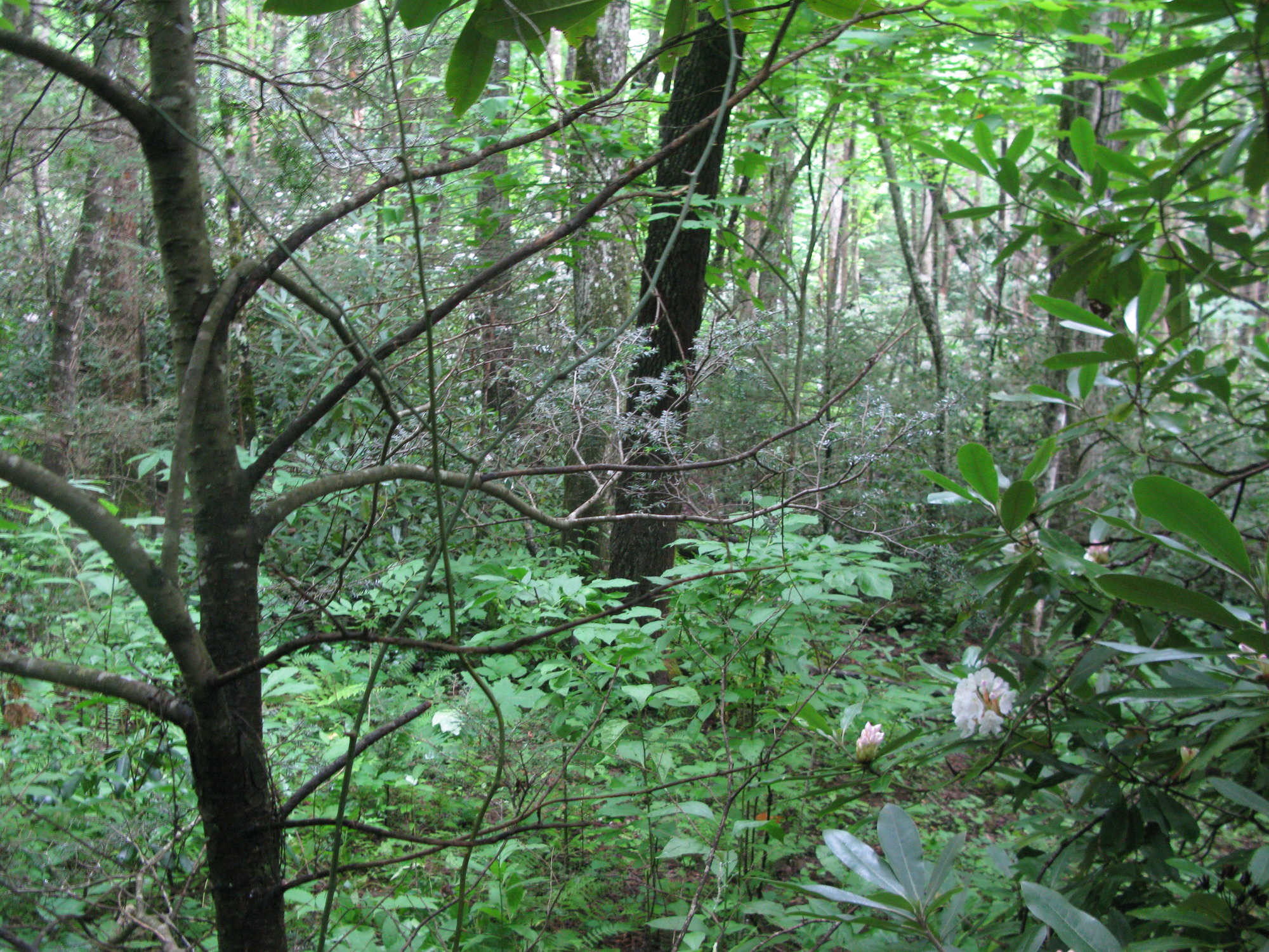 GRSM Accuracy Assessment. Plot Code: GRSM_AA_0353_5