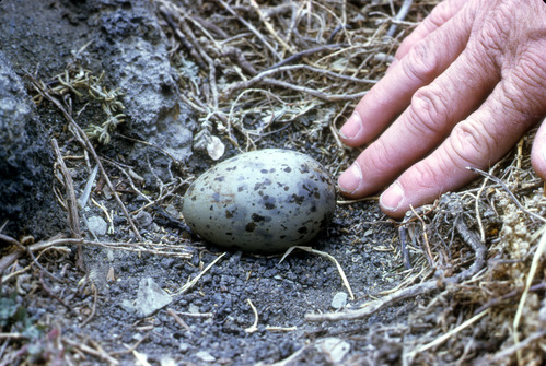 Western Gull Egg