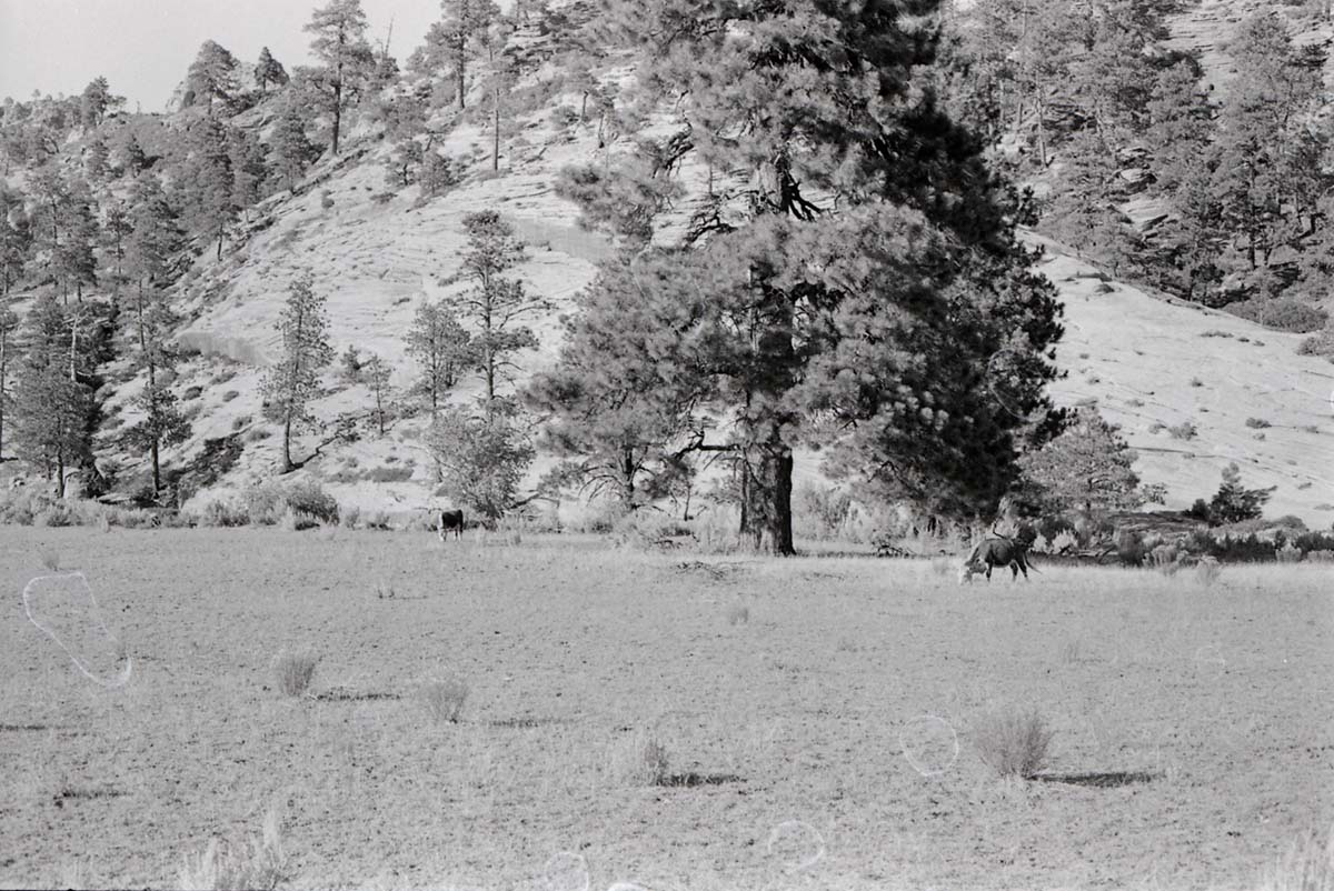 BW photo of the 1937 grazing study 35MM. Photo of cows grazing.