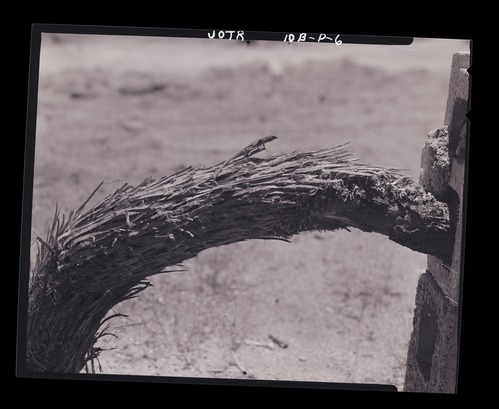 Black and white image of a side-blotched lizard baking on a Joshua tree limb