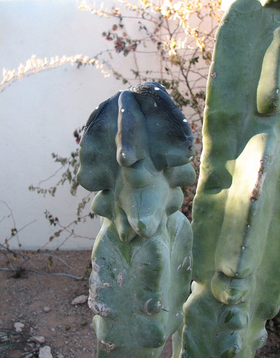 Short green columnar cactus. Its top is far darker than the rest, leaning to black, and wrinkled, dotted with white spots.