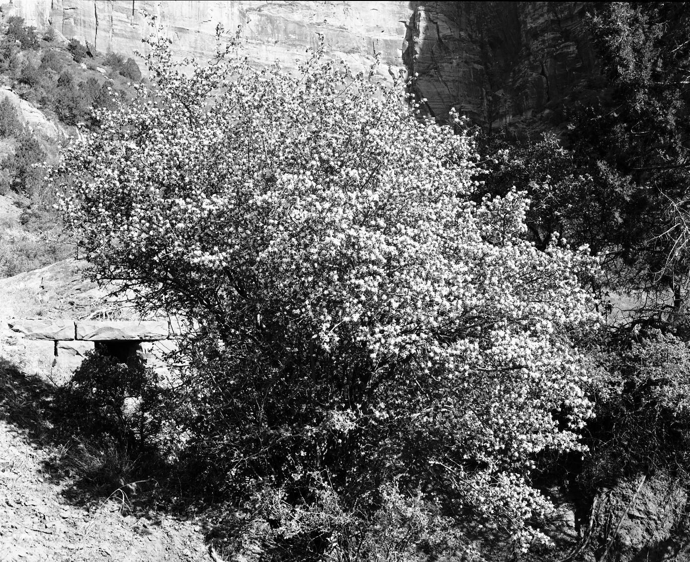 Service berry in bloom, Emerald Pools Trail.