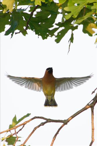 Cedar waxwing in Cuyahoga Valley National Park