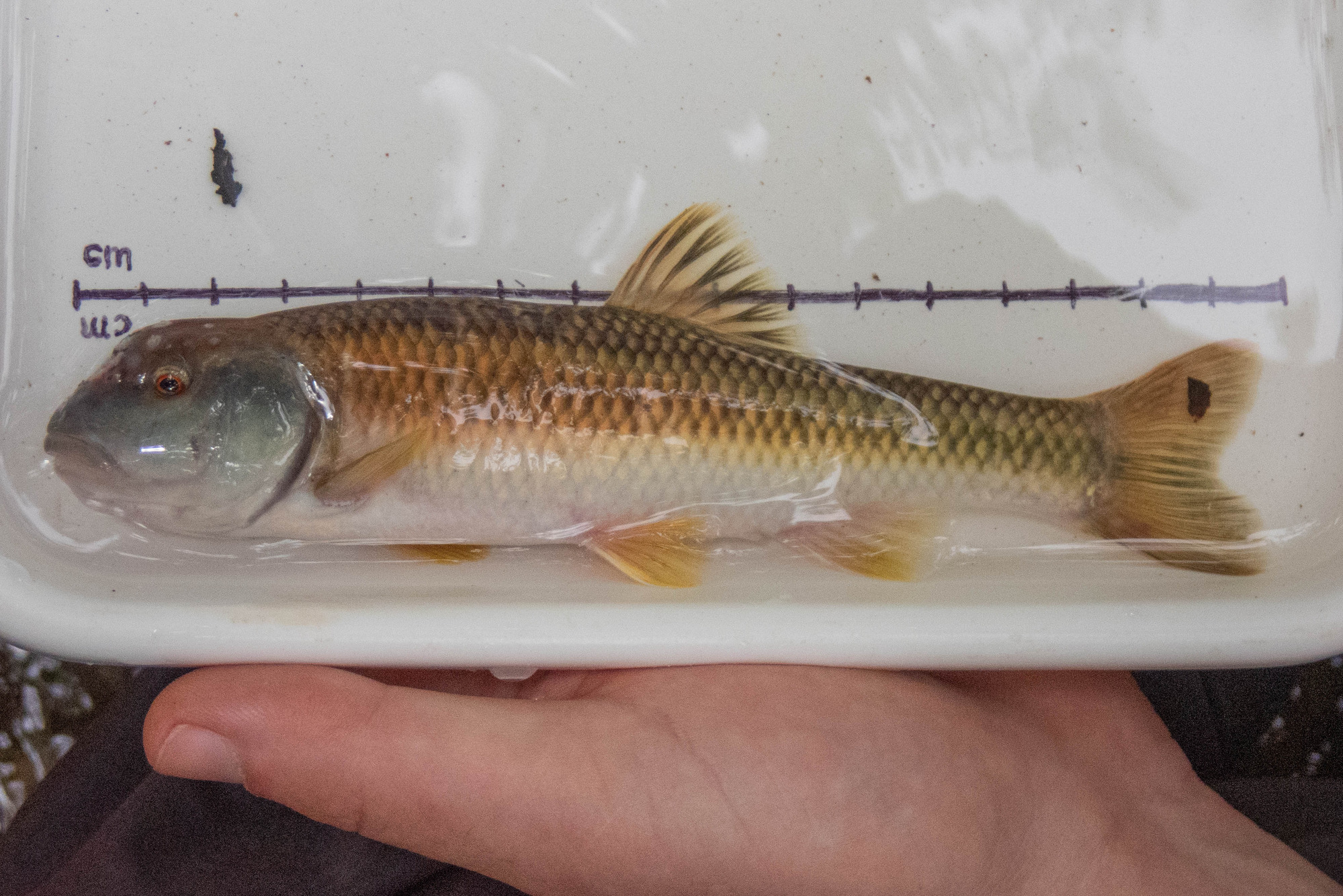 Nocomis leptocephalus (bluehead chub) - full body, large adult, male