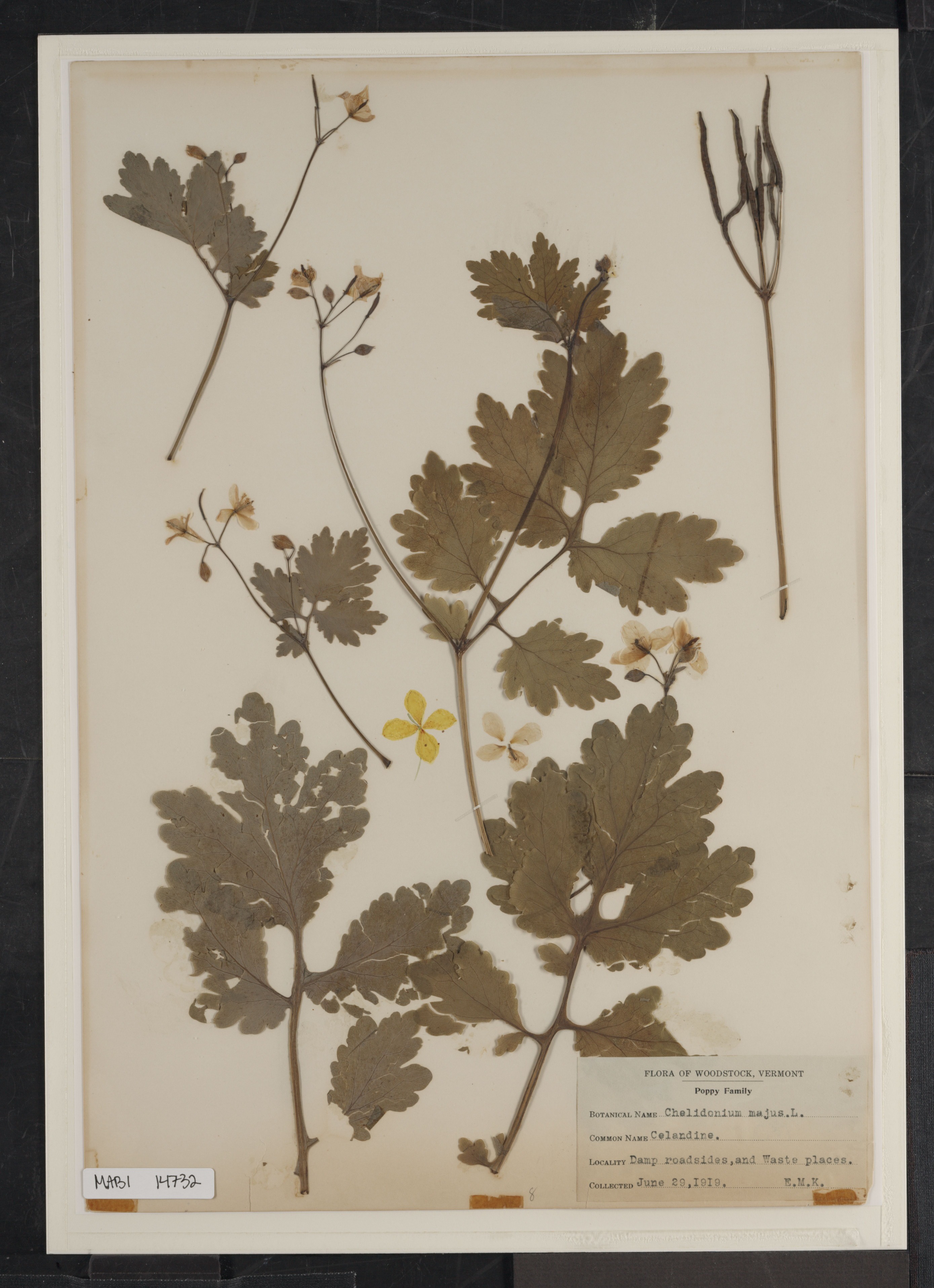 Preserved biological specimen on paper.