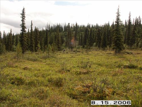 3 Small Mammal Survey in Denali National Park and Preserve in August 2006