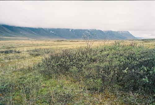 3 Gates of the Arctic National Park and Preserve Itkillik Birds Survey June 2006