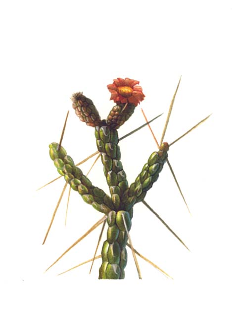 Detail of a Diamond cholla in bloom.