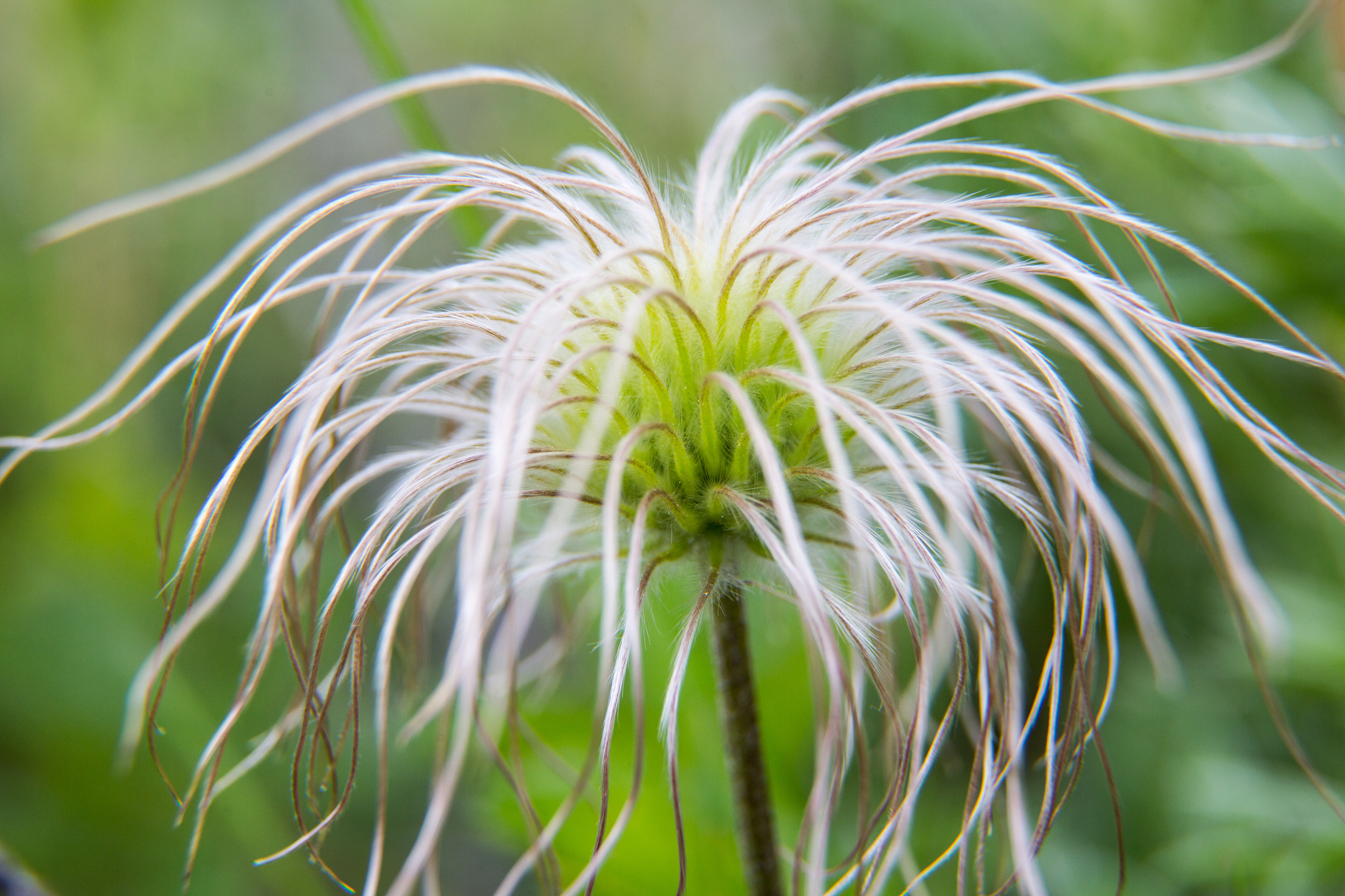 Flower has gone to see producing feathery plumes out of its center
