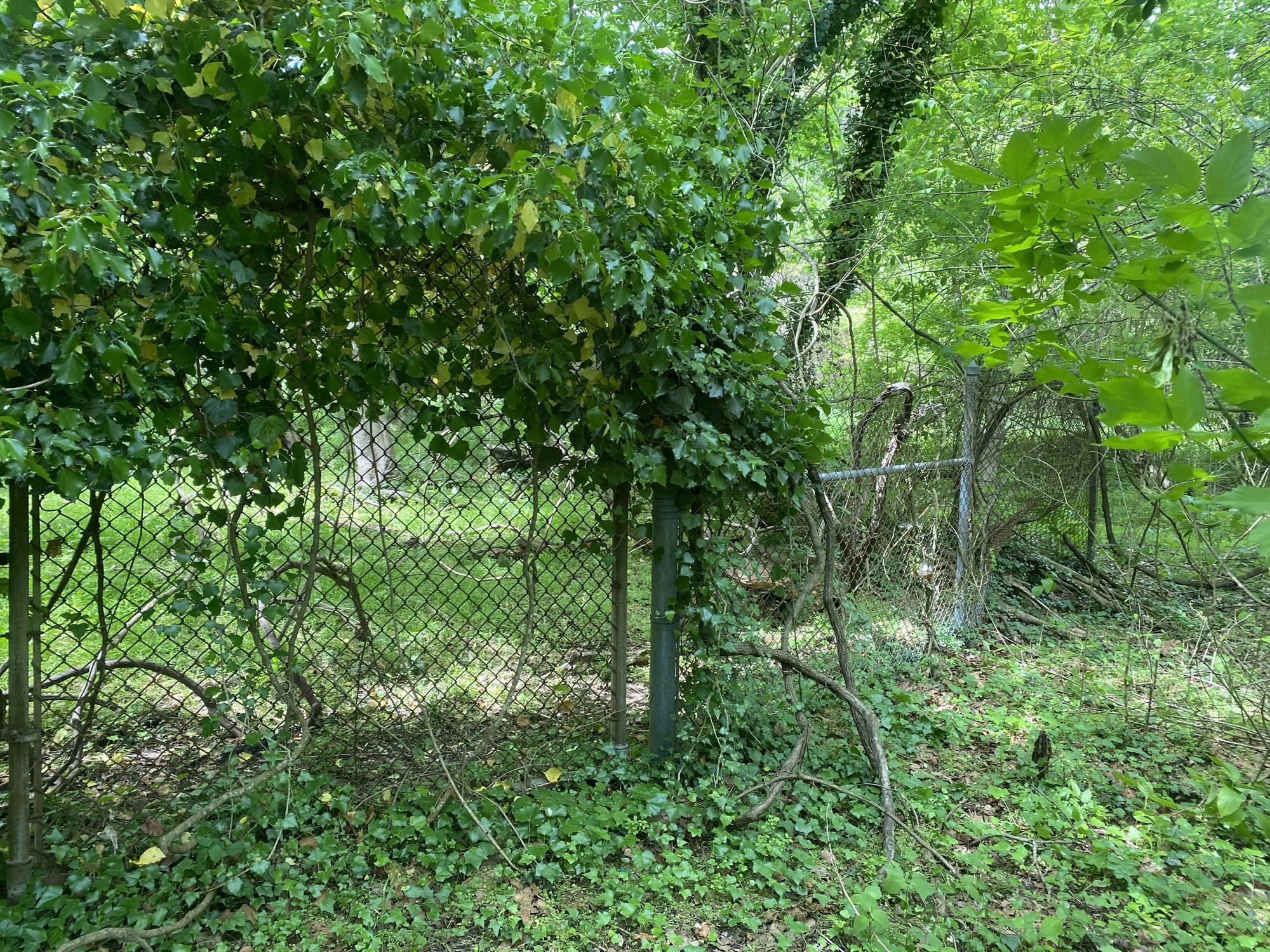 Damaged chain-link fence behind Yorktown Visitor Center